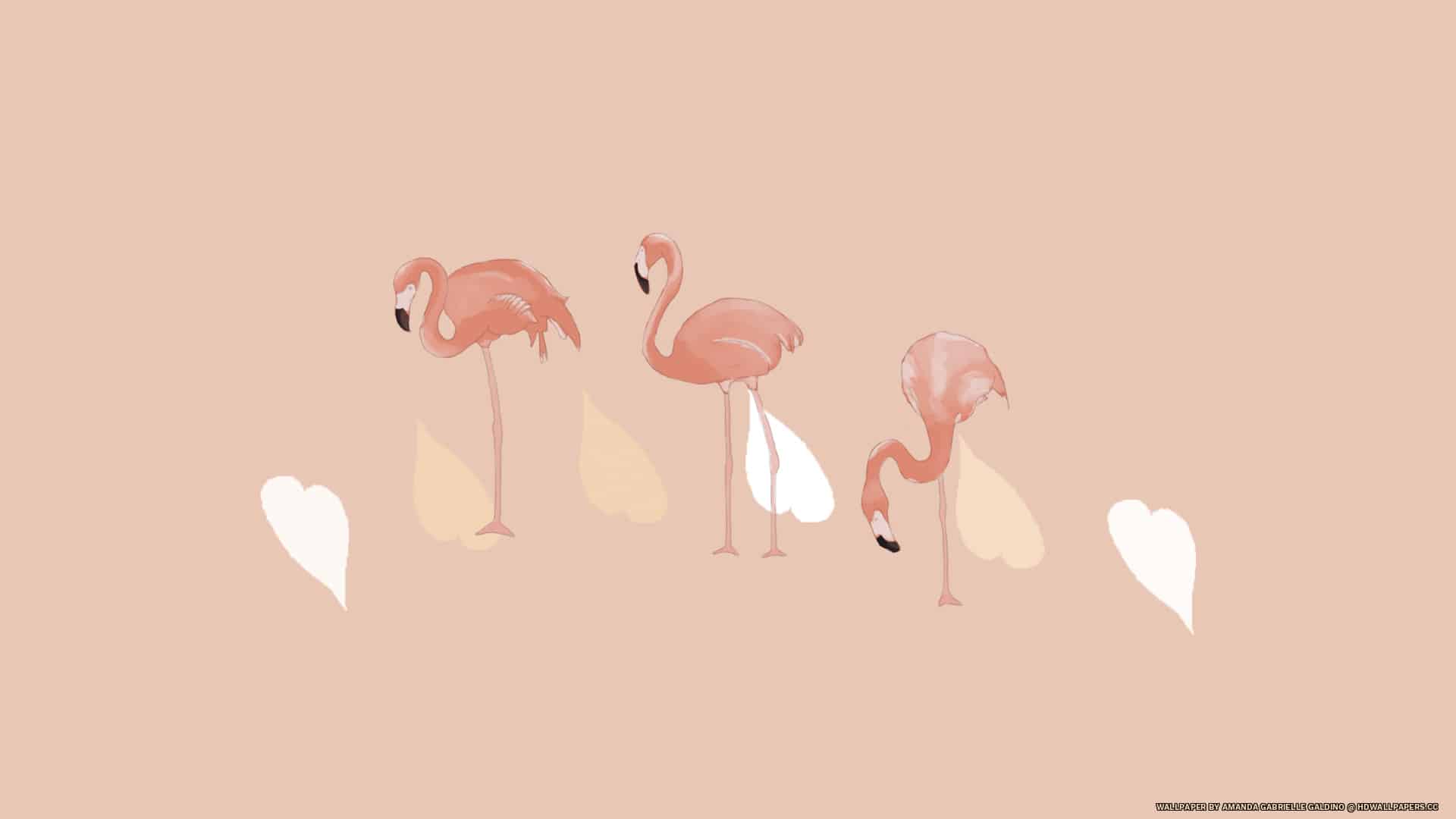 Flamingos - HD Wallpapers