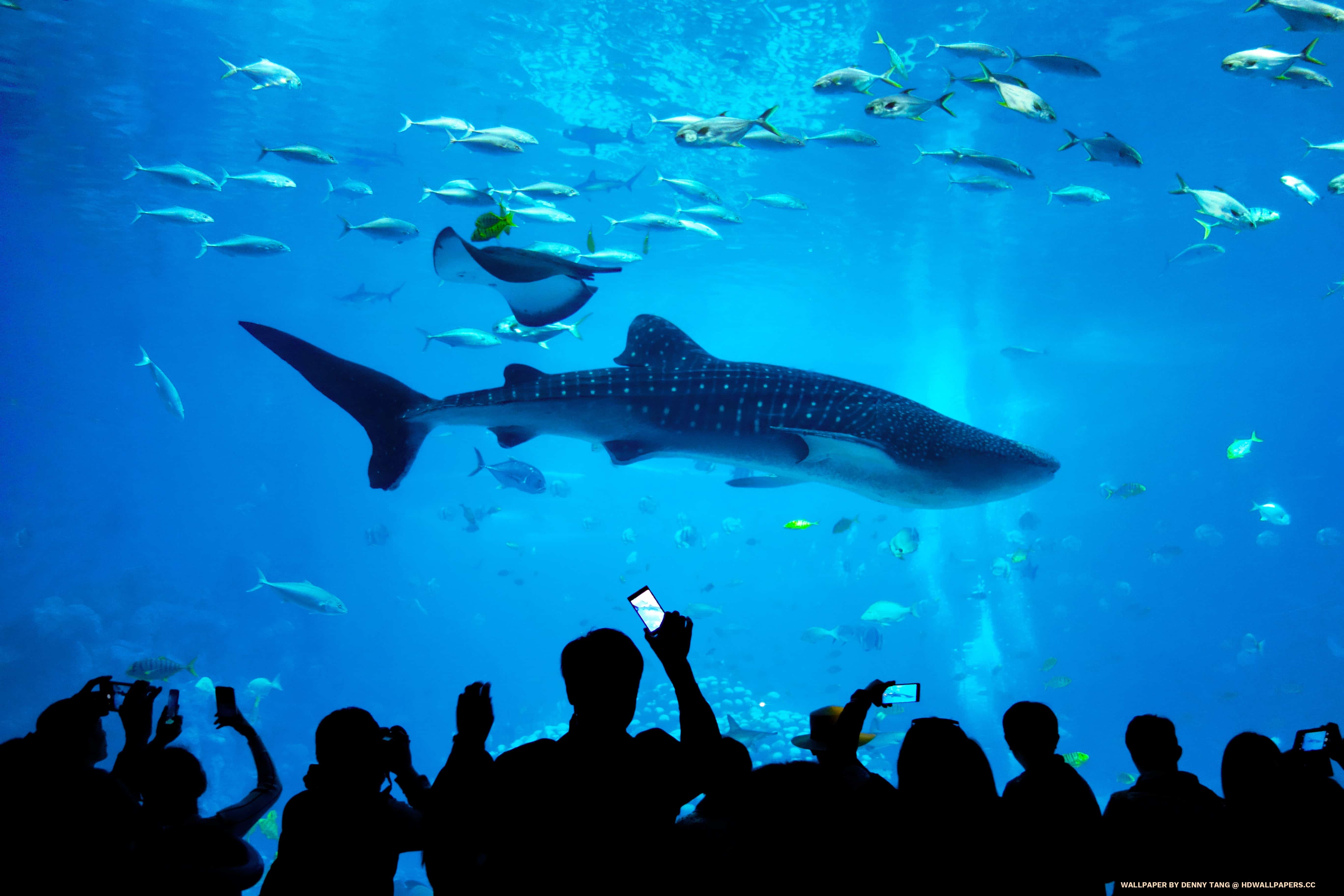 Whale Shark Aquarium - HD Wallpapers